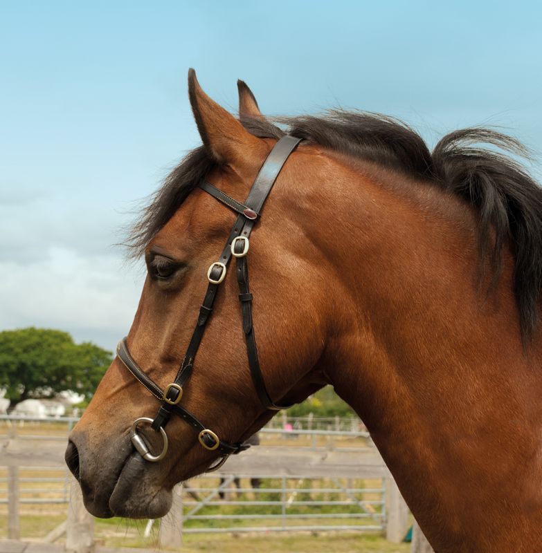 Windsor Inhand Bridle