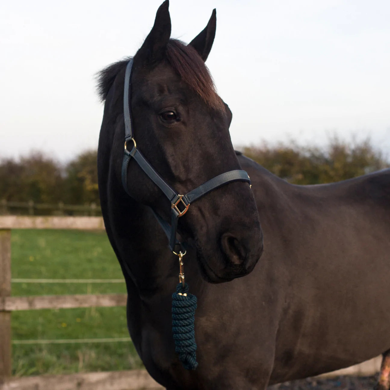 Cameo Equine Headcollar & Rope - Various Colours