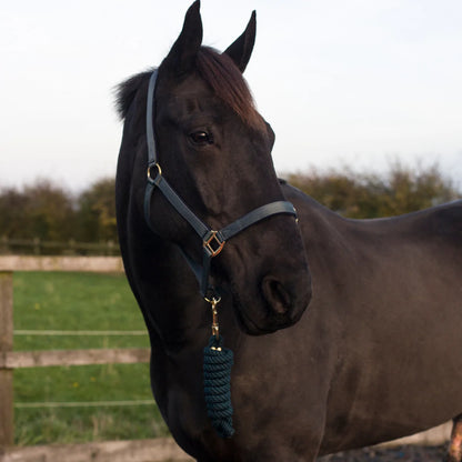 Cameo Equine Headcollar & Rope - Various Colours