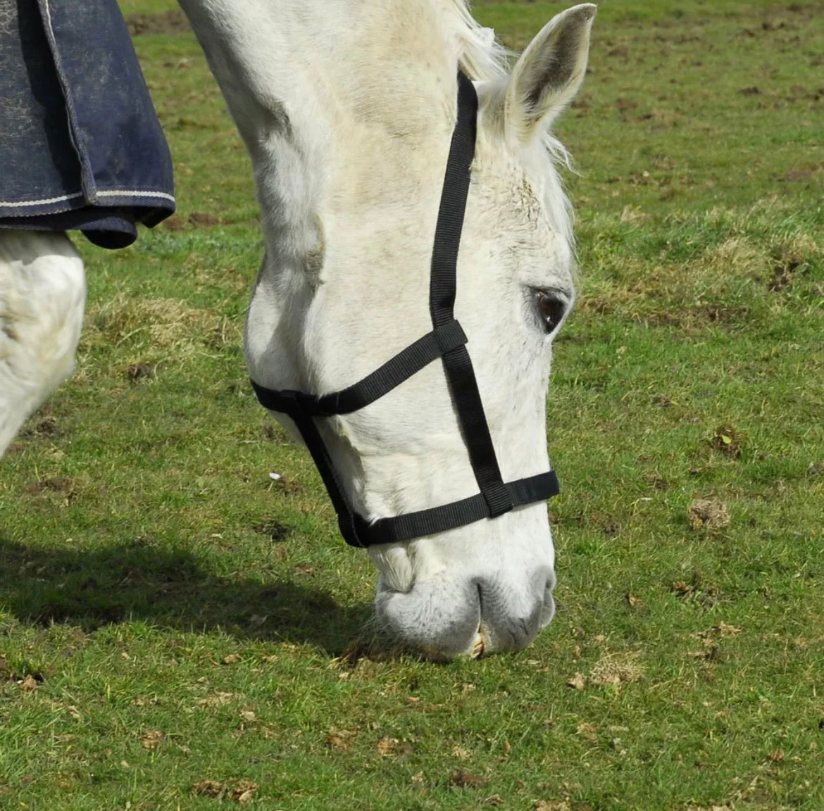 Rhinegold Fieldsafe Headcollar
