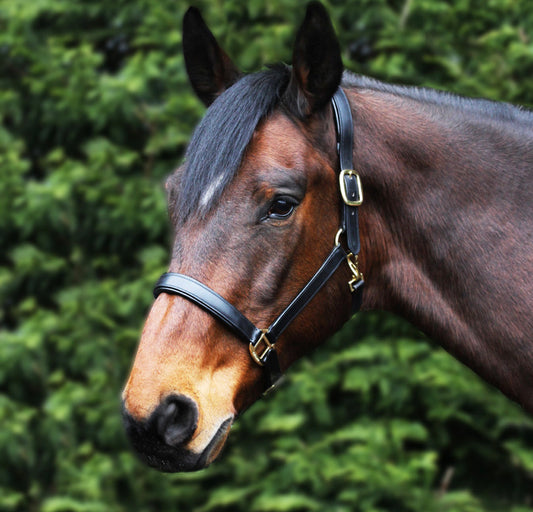 Gallop Leather Padded Headcollar - Pony Cob Full