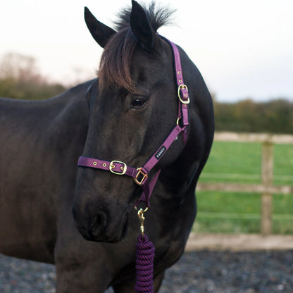 Cameo Equine Headcollar & Rope - Various Colours