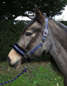 Rhinegold ‘ I Love my Pony ‘ headcollar Set - Shetland Pony or Cob